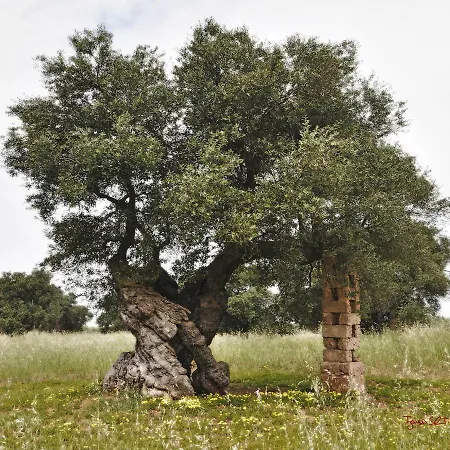 Casa Roberta Monopoli